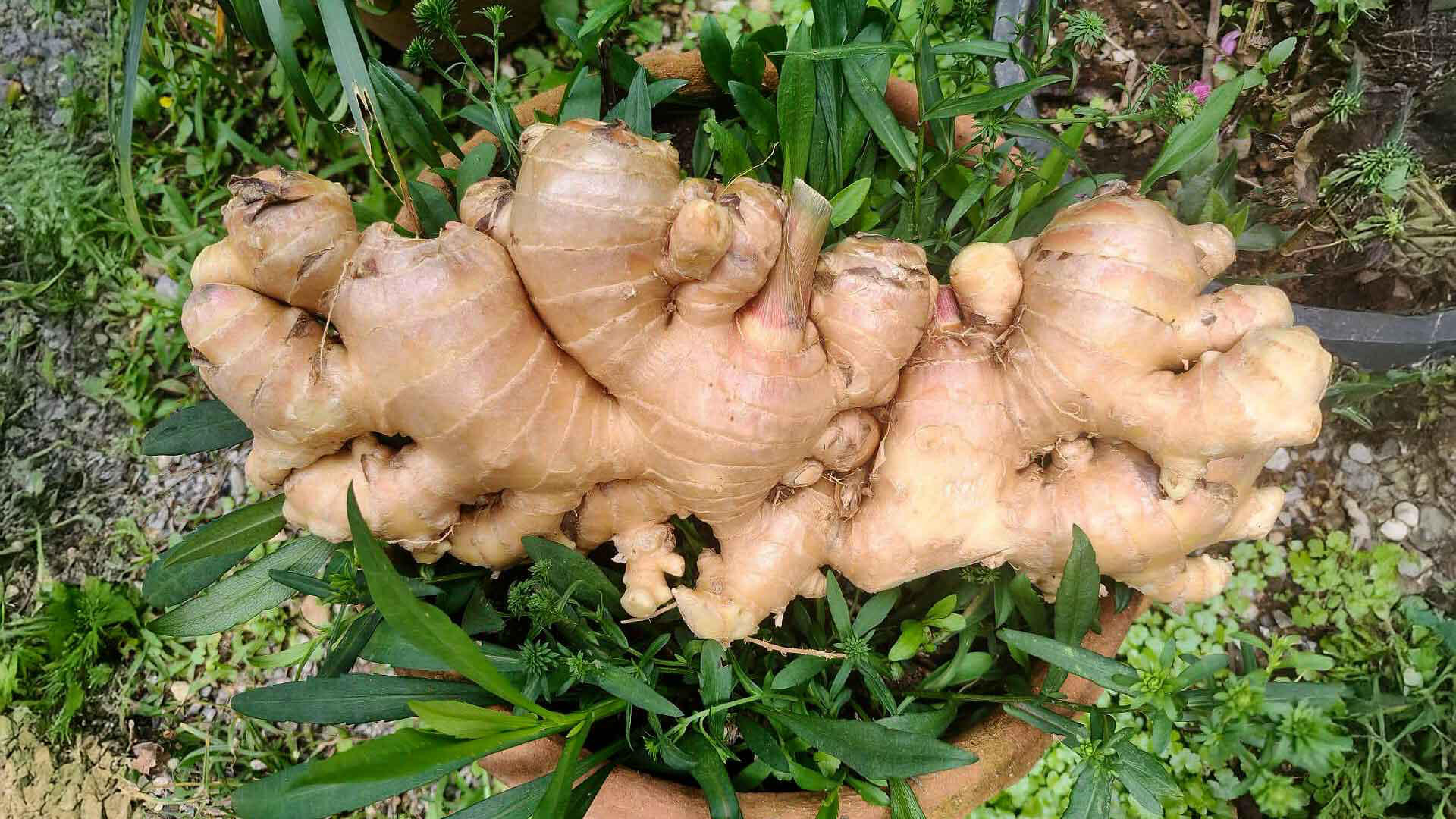 Ginger roots Madagascar ginger